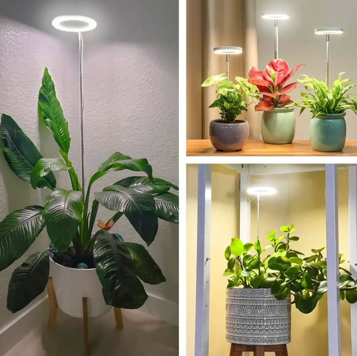 Iliana - Verstellbare LED-Pflanzenlampe